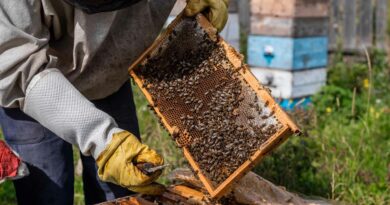 Rural Beekeeping Initiative in NegOr Town Aims to Enhance Local Revenue and Draw Tourist Interest