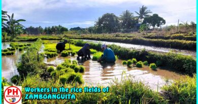SIGHTS of NEGROS ORIENTAL - Photo of the Day - Workers in the rice fields at ZAMBOANGUITA