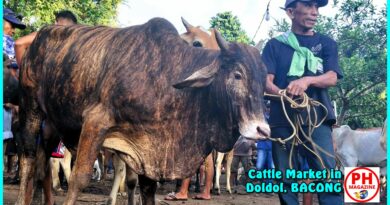 SIGHTS of NEGROS ORIENTAL - PHOTO of the DAY - Cattle market in Doldol, Bacong