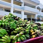 Direct sale of bananas in Dauin