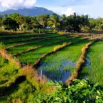 Discovering the Rice Fields of Zamboanguita’s Brave Farmers