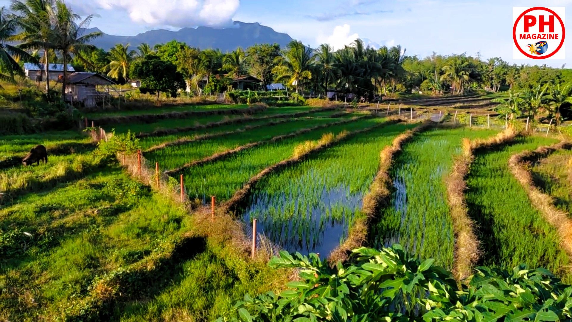 Discovering the Rice Fields of Zamboanguita’s Brave Farmers