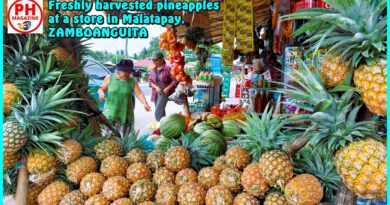 SIGHTS OF NEGROS ORIENTAL - Photo of the Day for December 26, 2023 - Pineapples at a store in Malatapay, Zamboanguita
