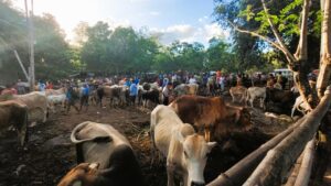 SIGHTS OF NEGROS ORIENTAL - BLOG - Philippine cattle market in Bacong