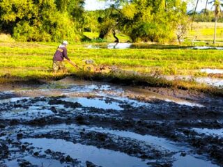 15-sights-of-negros-oriental-rice-farmers-zamboanguita-05