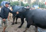 WILD EAST BEASTS – Cattle Market | Philippines