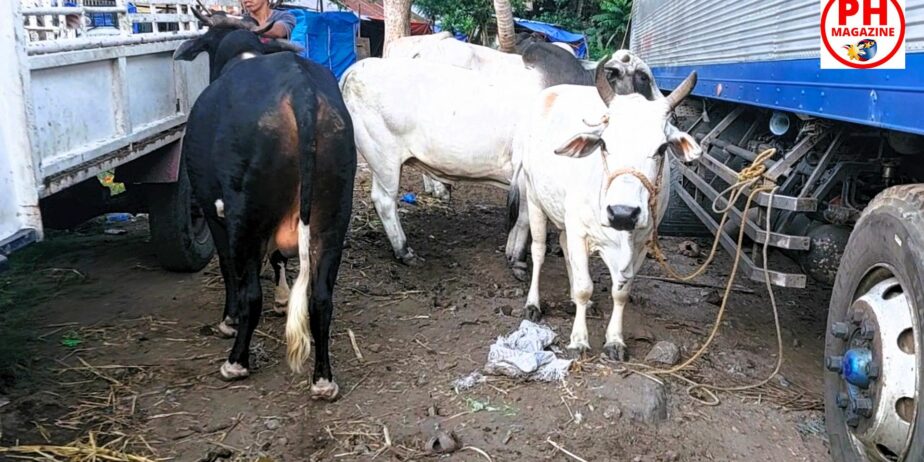 WILD EAST BEASTS – Cattle Market | Philippines